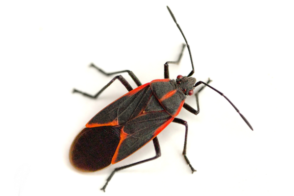 Boxelder Bug