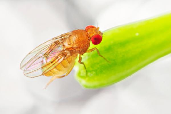 Fruitfly1