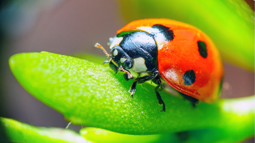 Ladybug2