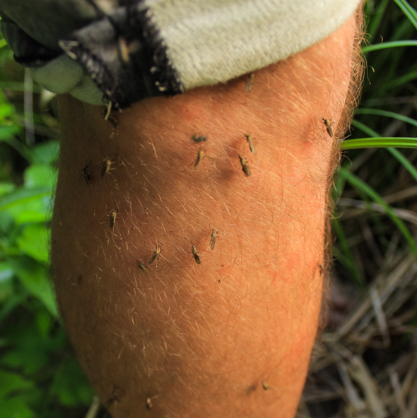 Mosquitoesonleg