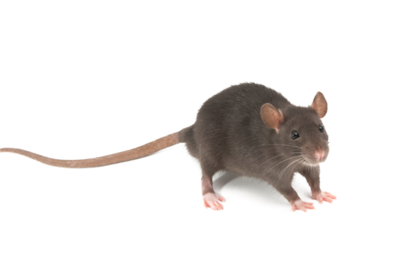 common house rat