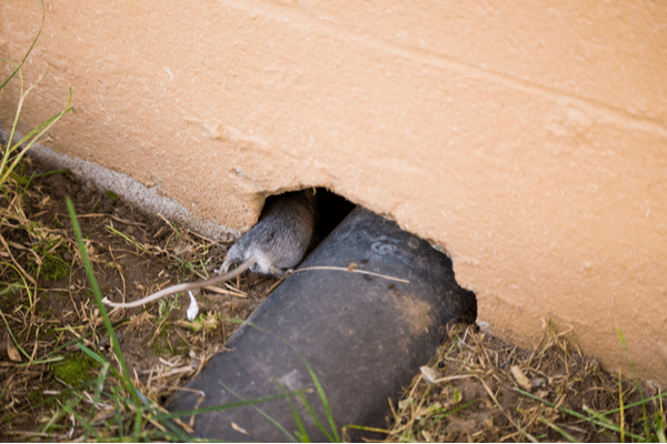 rodent going into house