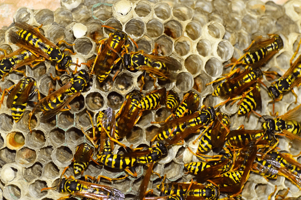 wasps nest